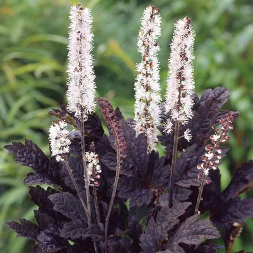 Клопогон вонючий