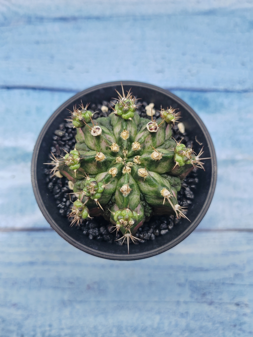 Gymnocalycium T-Rex Pink hybride (Гимнокалициум T-rex)
