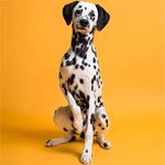 Фон бумажный Savage SA 43-12 Marmalade 2.72 x 11м мармелад