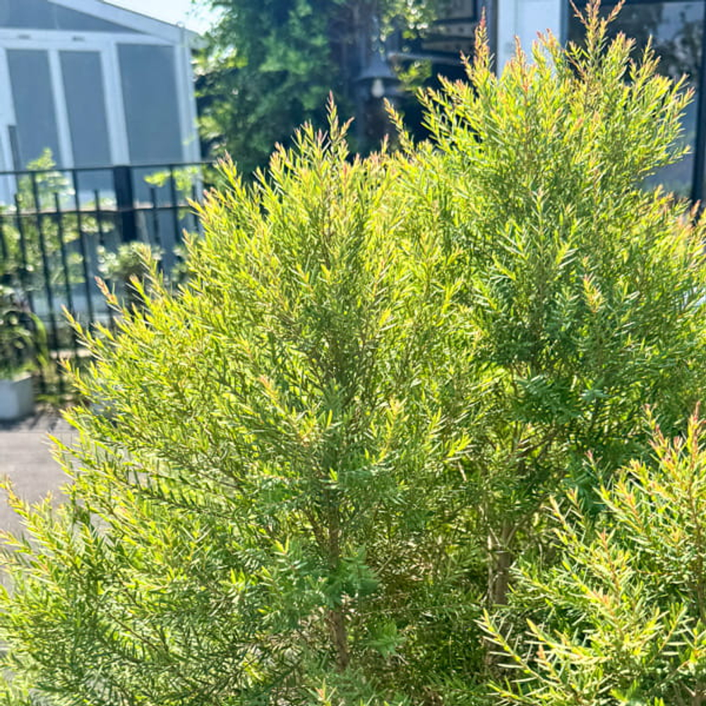 Можжевельник ароматный – Juniperus Sp. Som Hom