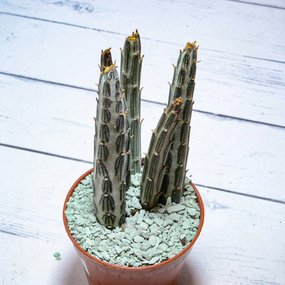 Senecio Stapeliiformis (Крестовник)