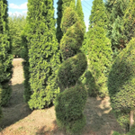 Туя западная Смарагд спираль С45 180-200