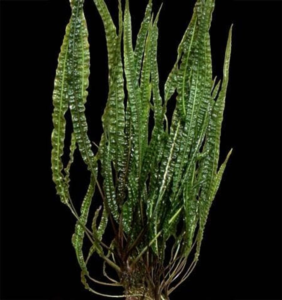 Криптокарина курчавая разн. Балэнсэ, S (код 2033)