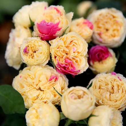 Фугетсу (Fugetsu)