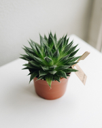 Хавортия классическая