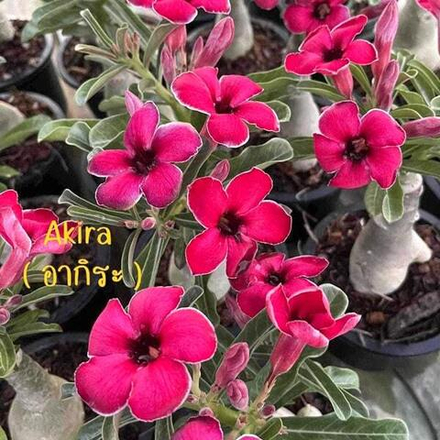 Адениум свазикум AKIRA