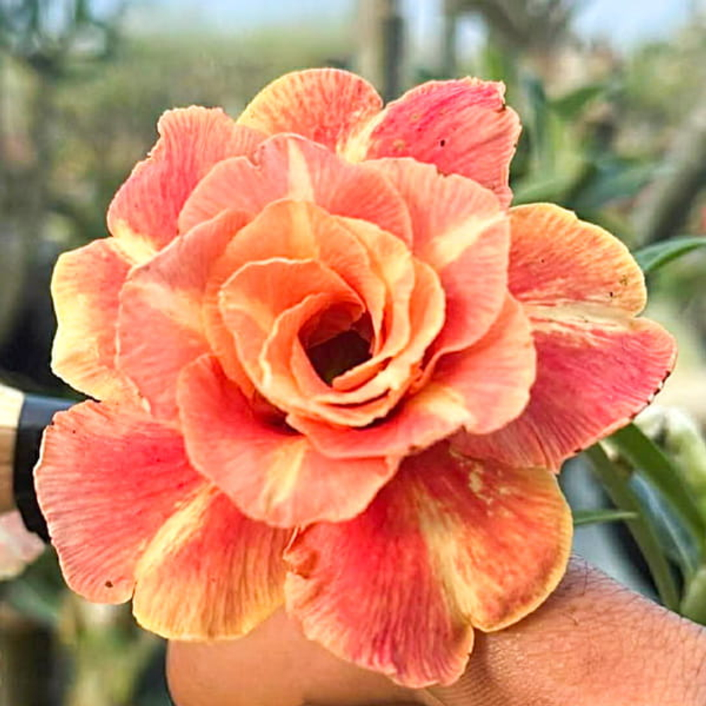 Адениум ORANGE WING