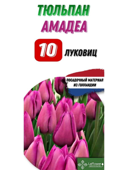 Тюльпан Луковица, Амадеа, 10шт