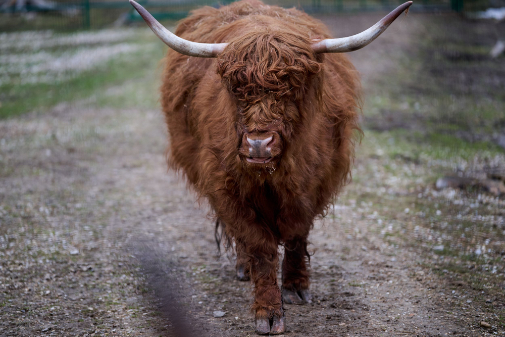 Праздник в стиле Гжель