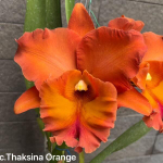 Орхидея ринхолелиокаттлея RLC. THAKSINA ORANGE AM/RTH