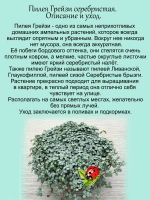 Пилея Грейзи серебристая