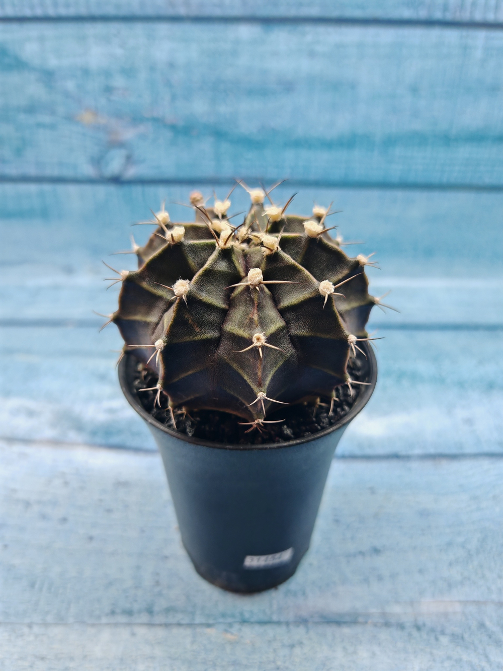 Gymnocalycium Mihanovichii black (Гимнокалициум)