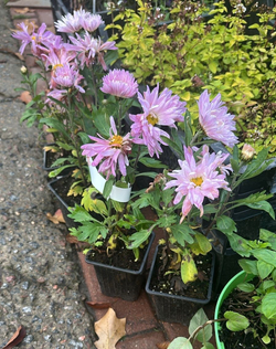 Хризантема корейская Звезда Подмосковья