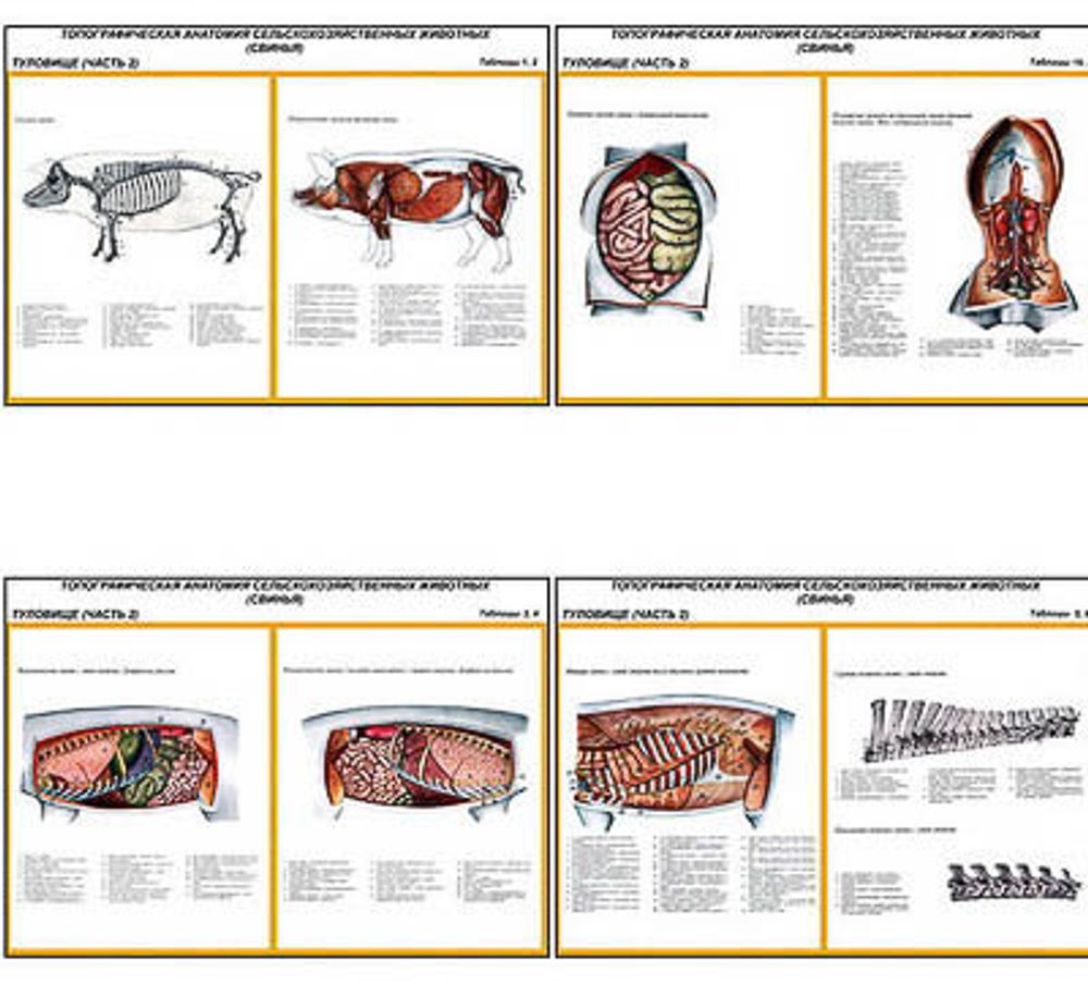 Плакаты ПРОФТЕХ &quot;Топограф. анатомия. Свинья. Туловище&quot; (12 пл, винил, 70х100)