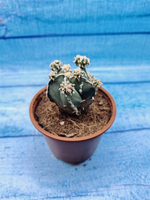 Astrophytum Myriostigma "Hakujo Fukuryu" (Астрофитум)