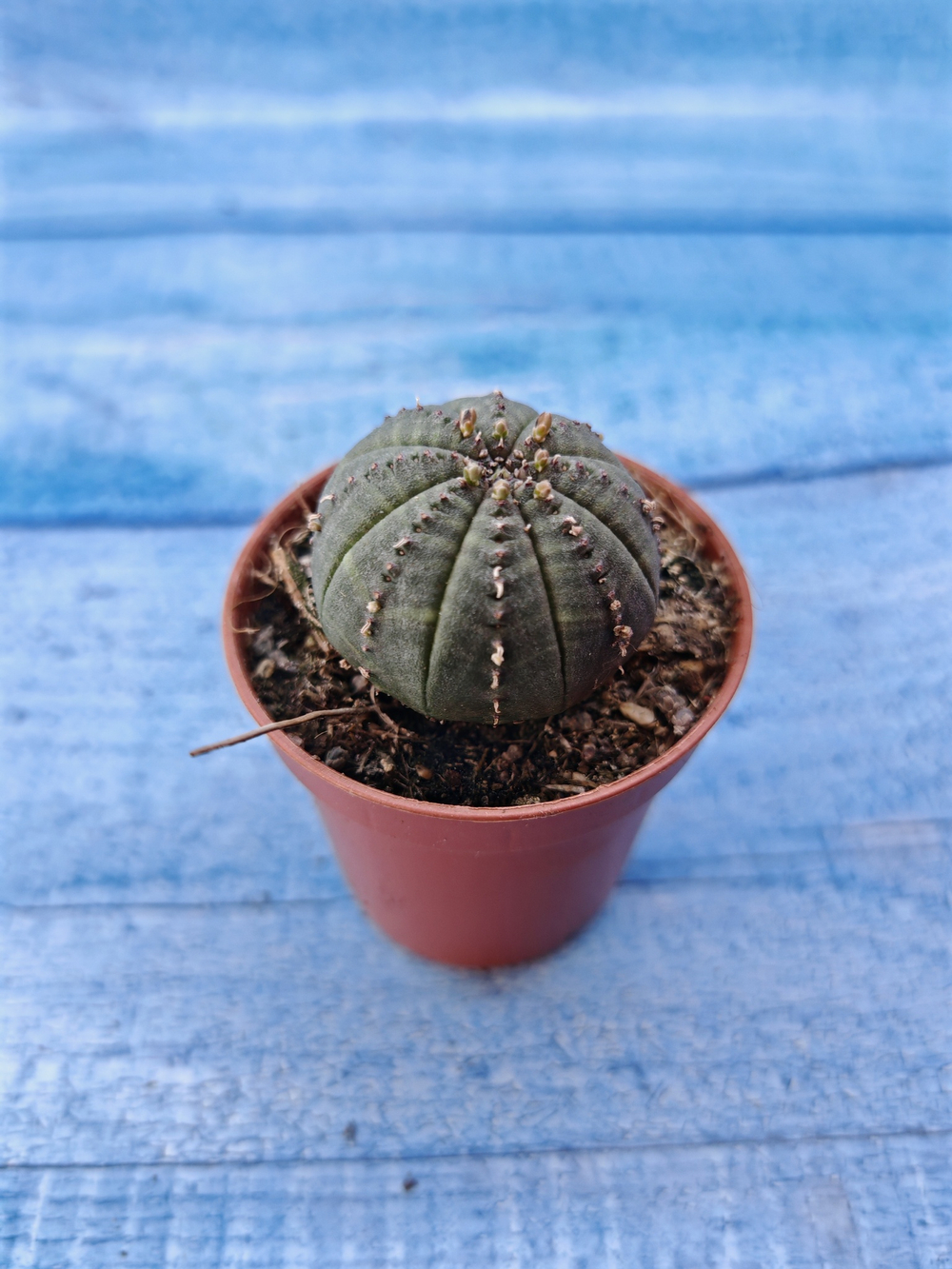 Euphorbia Obesa (Эуфорбия)