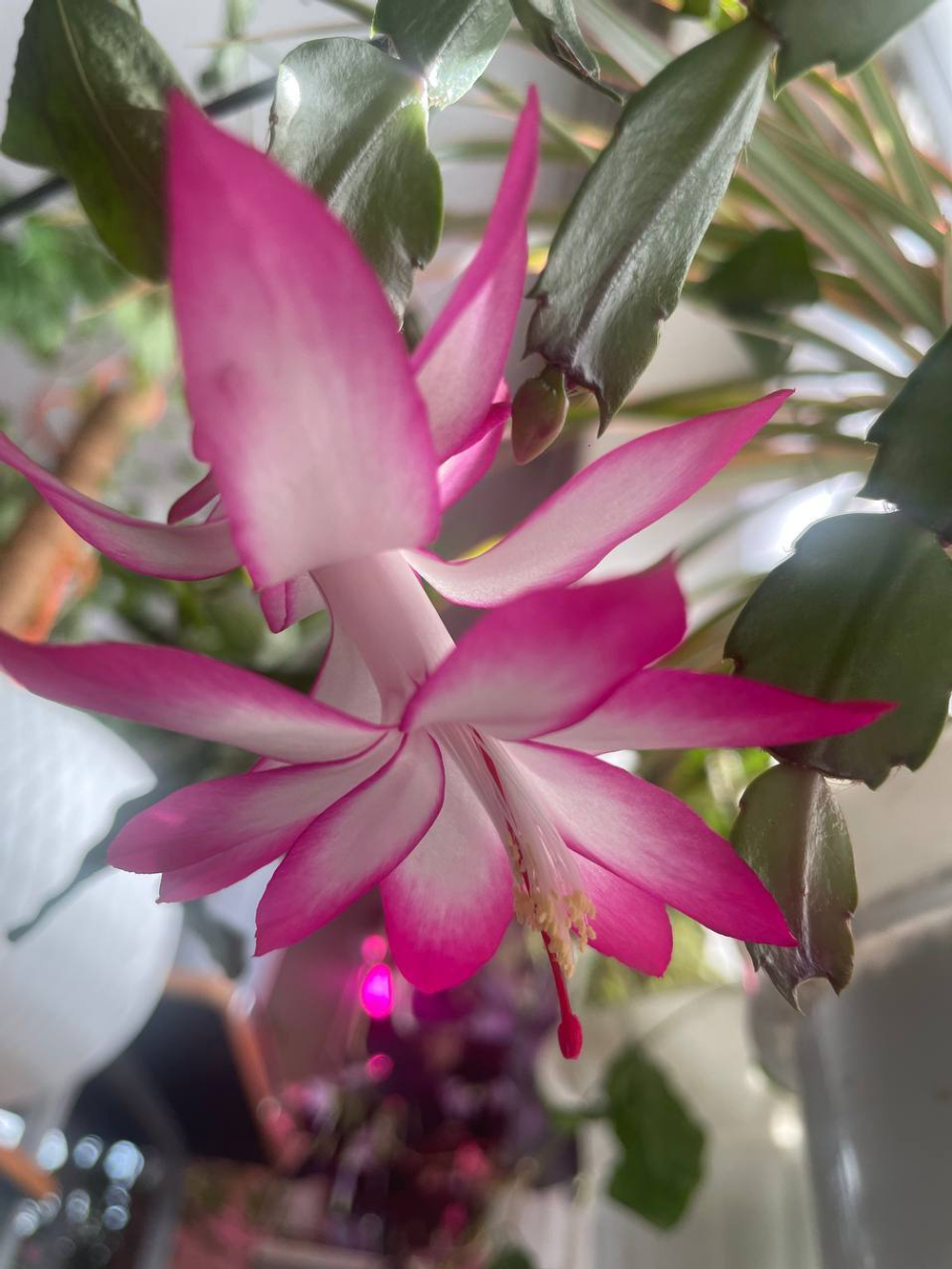 Декабрист для удачи в доме, сегмент (растения для проращивания)