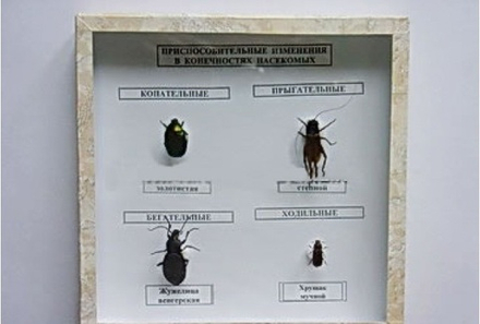 Коллекция «Приспособительные изменения в конечностях насекомых»