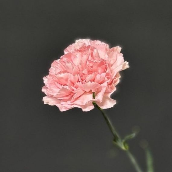 Гвоздика розовая