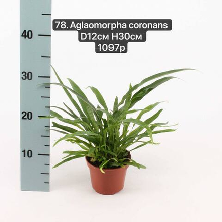 78. Аглаоморфа Коронанс (Aglaomorpha coronans) D12см Н30см
