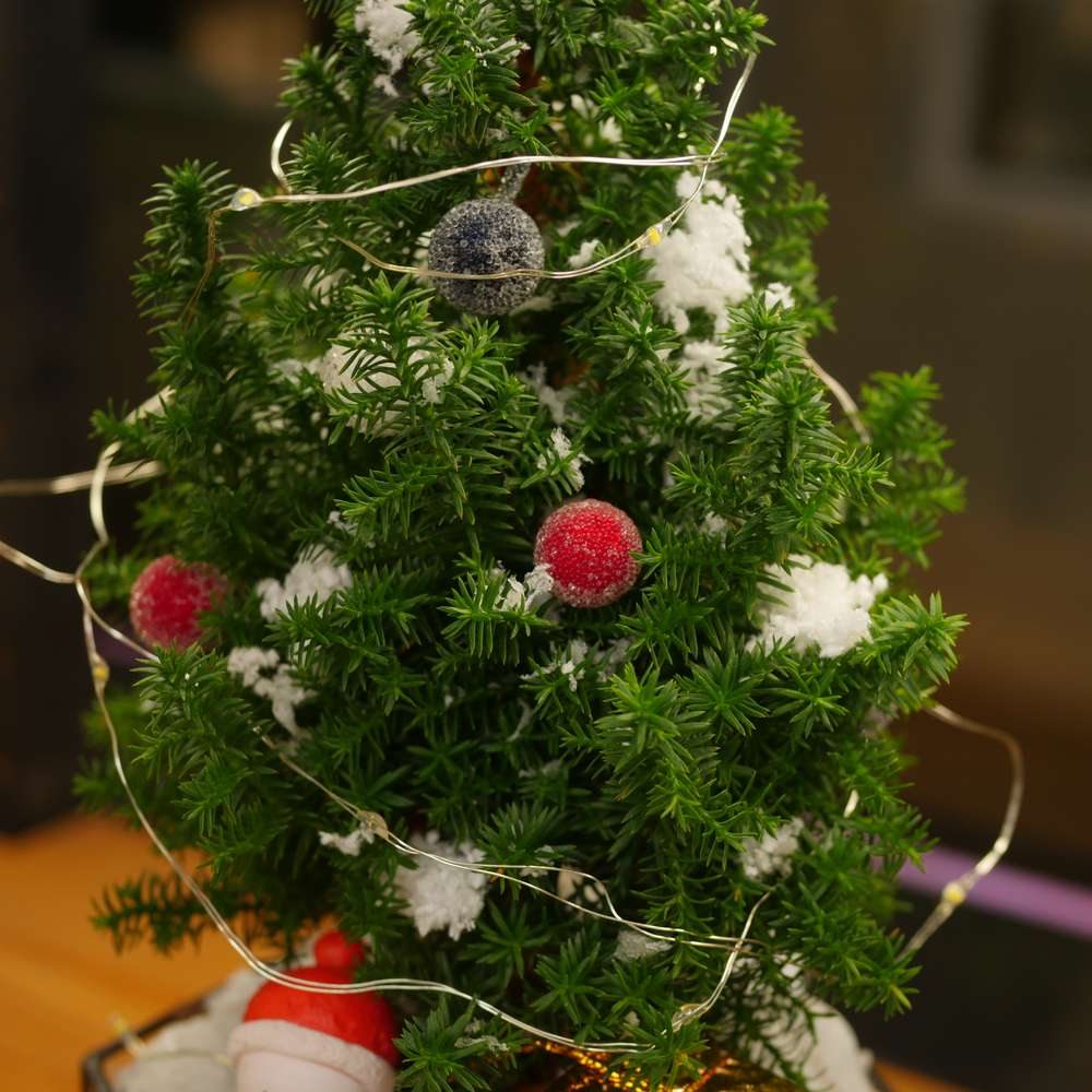 Готовый новогодний флорариум в призме