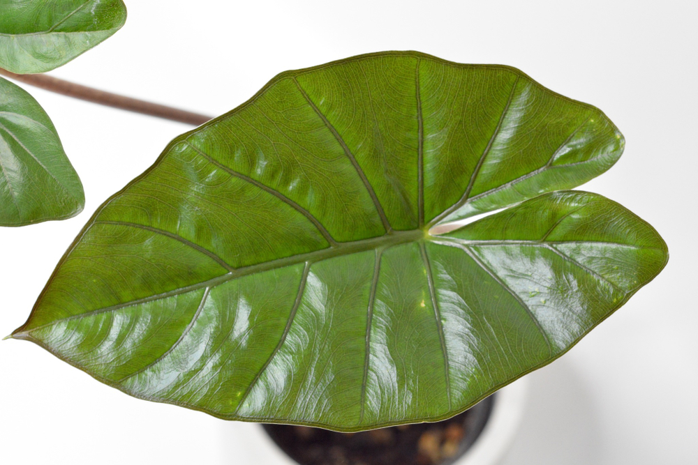 Алоказия Принцесса Юкатан / Alocasia Yucatan Princess