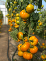 Еллоу Кой F1 семена томата индетерминантного ( Yuksel Tohum / )