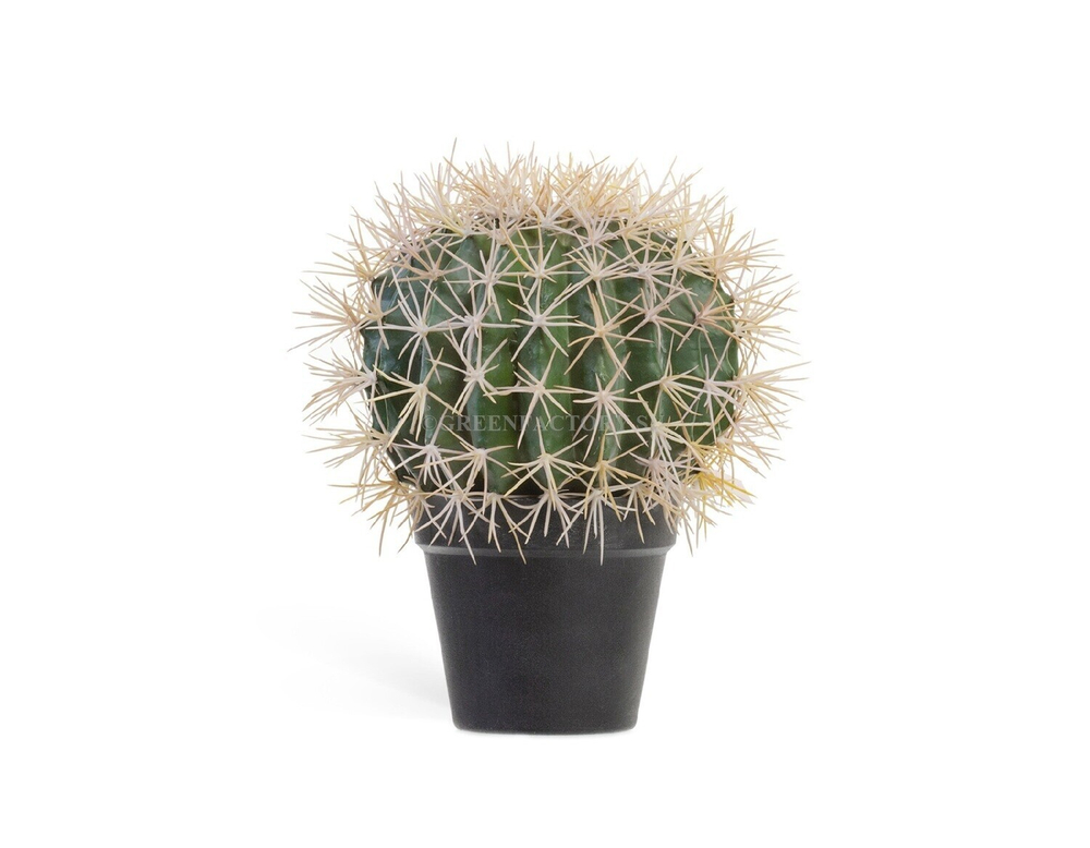 Кактус Баррель