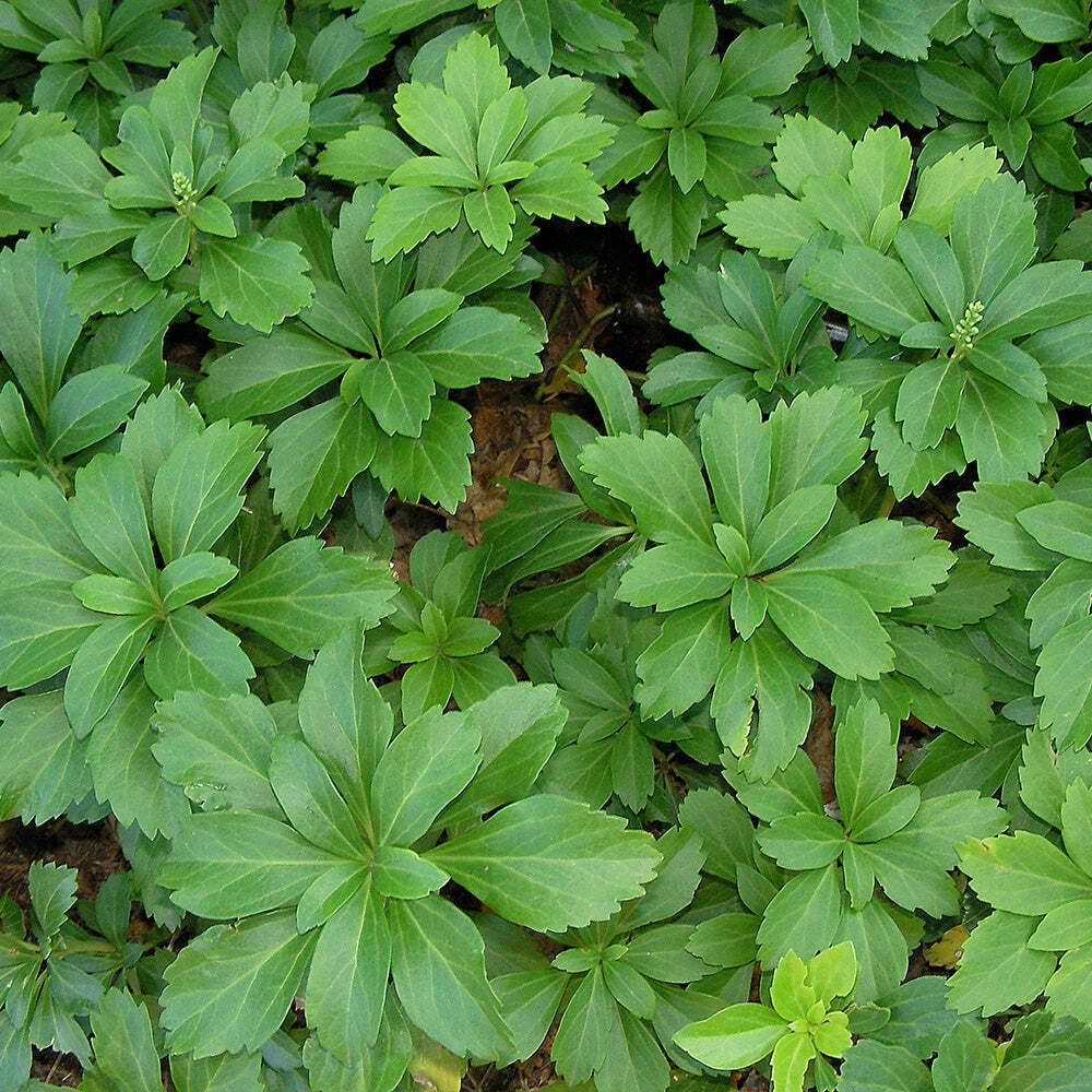 Пахизандра верхушечная. Pachysandra terminalis.