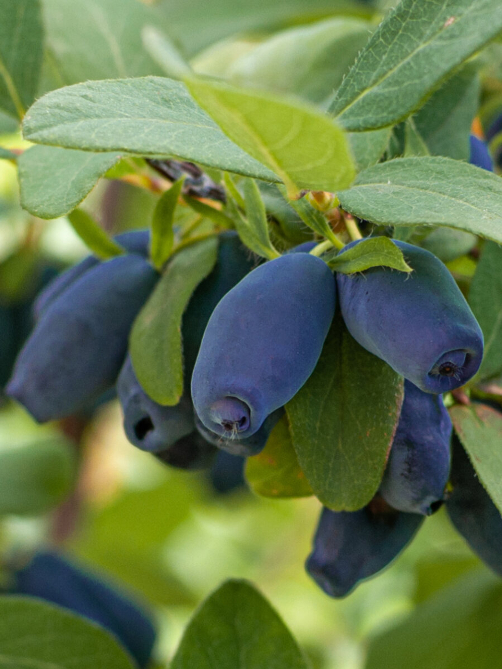 Жимолость Волхова