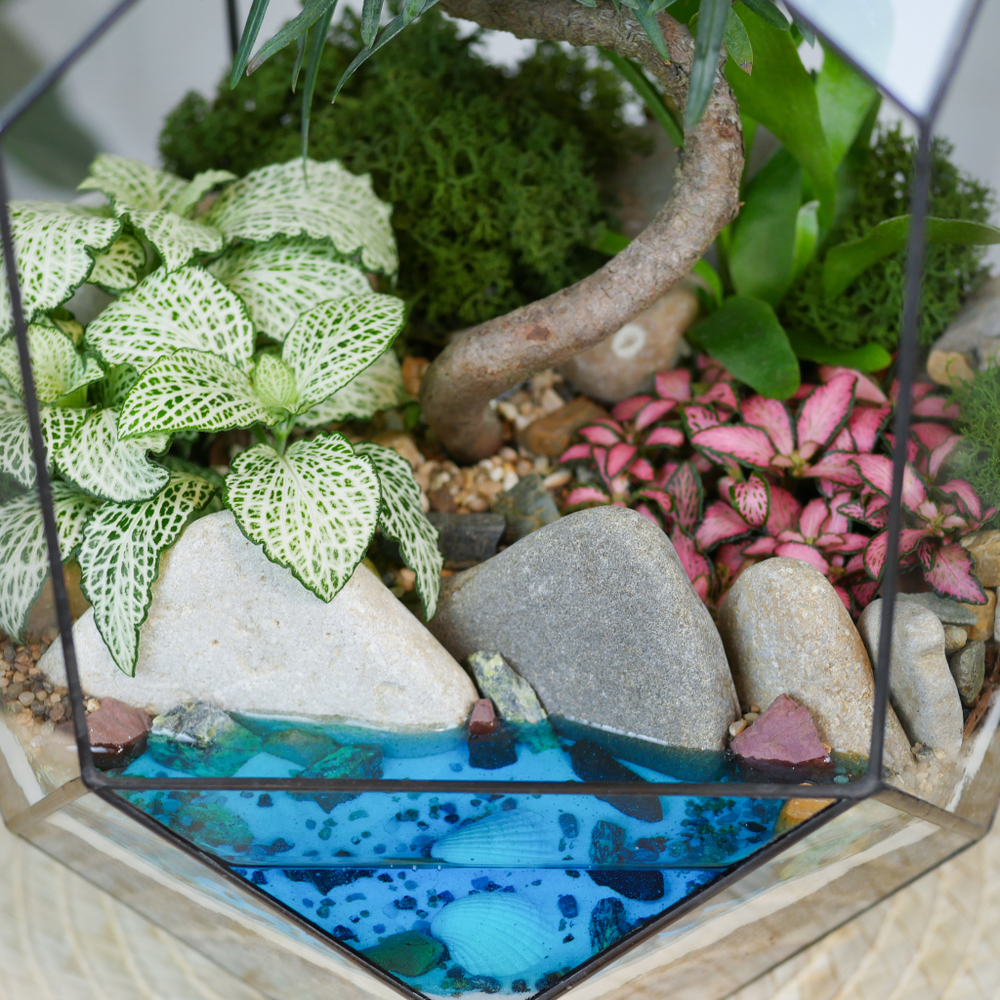 Готовый флорариум бонсай Подокарпус Цефей с озером