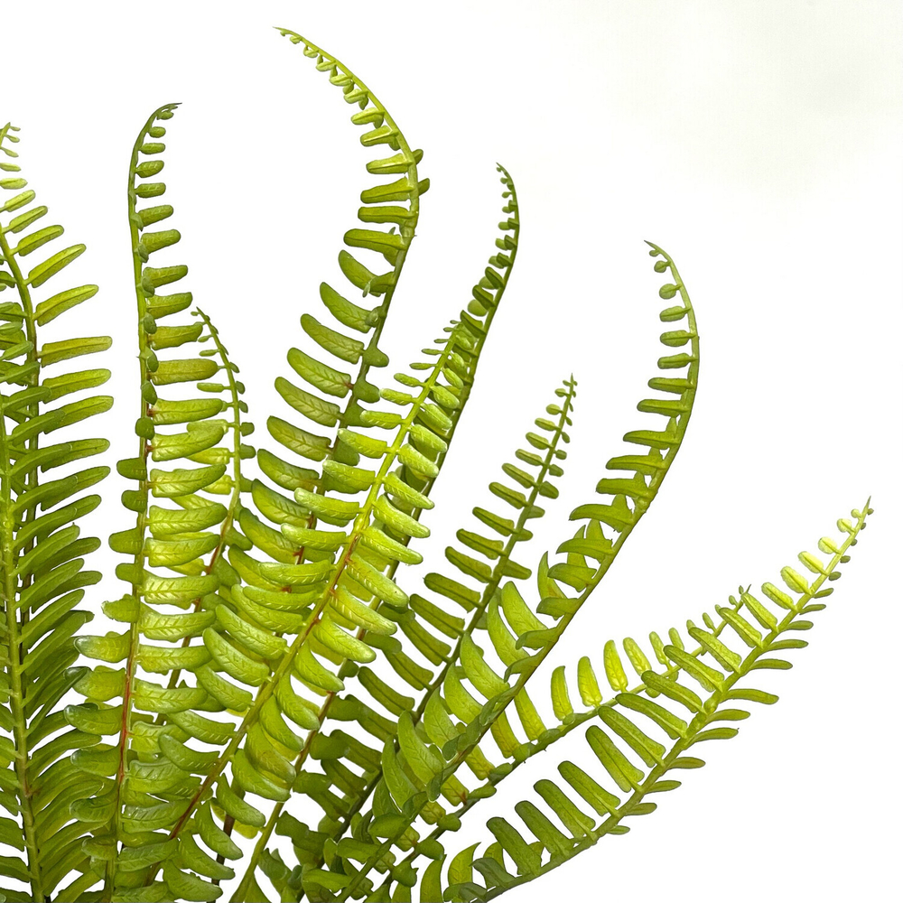 Папоротник Нефролепис светло-зеленый 45 см