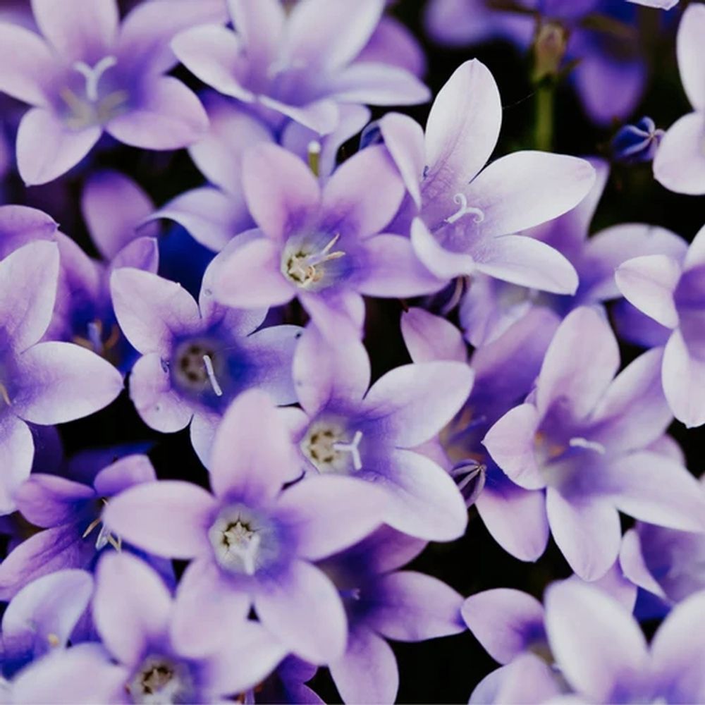 Лепестки фиалки и жасмин (Violet Petals &amp; Jasmine)