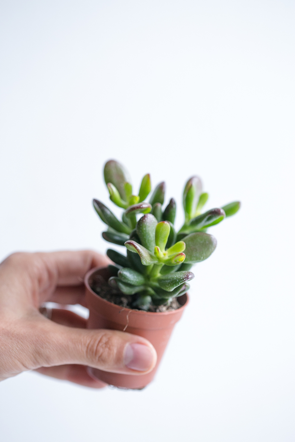 Крассула Денежное дерево d 5 см