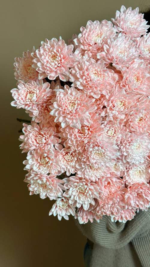 Охапка хризантем сорта Алтай, нежно розовые, 10 веток