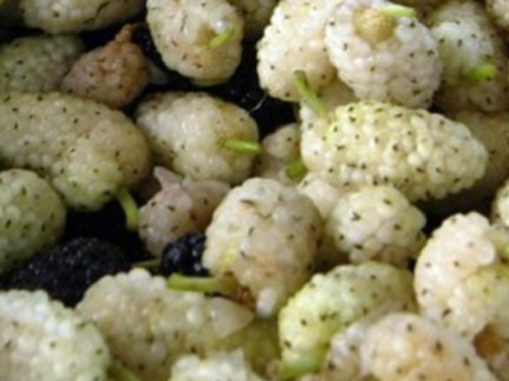 Шелковица белая (ОКС)