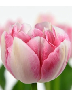 Тюльпаны пионовидные,луковицы 12+ FINOLA бело-розовые (3 шт)