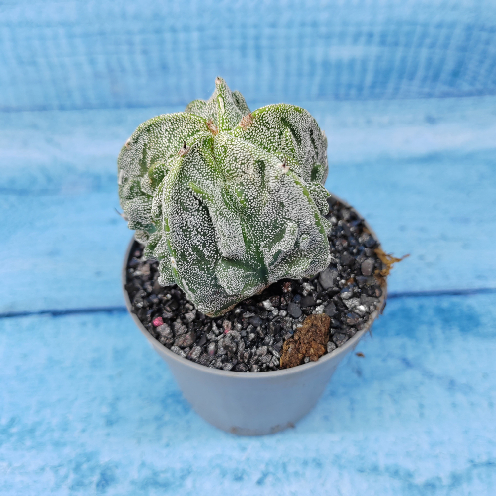 Astrophytum Myriostigma cv. Fukuryu (Астрофитум)