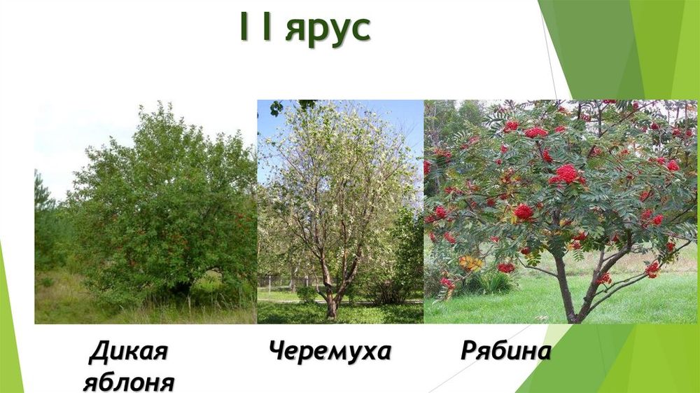 Гербарий Дикорастущие растения — купить по ФГОС | Учебный стандарт