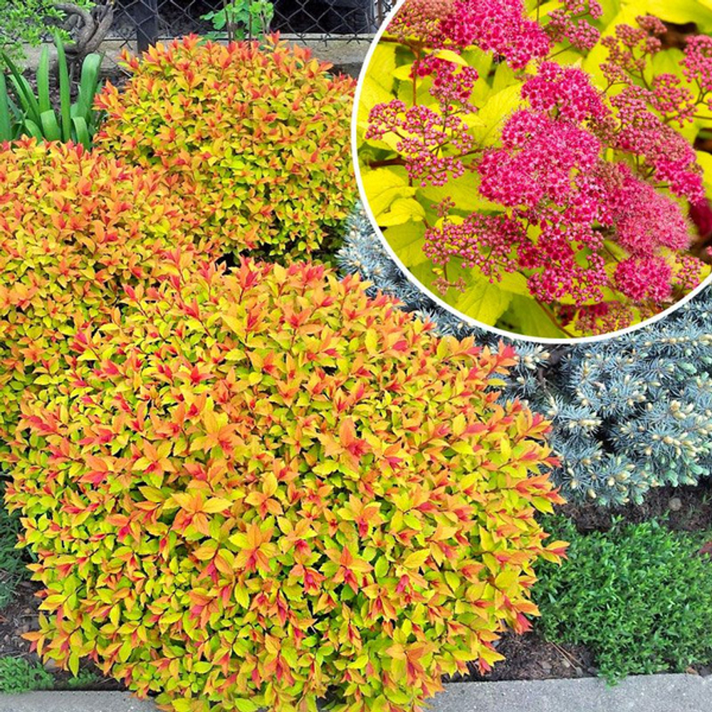 Спирея японская Голдфлейм С3 Закупка М60 июнь 2026