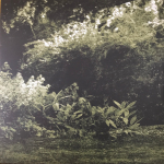 Opeth / Watershed (Coloured Vinyl)(2LP)