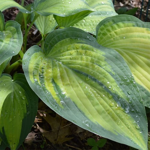 Хоста Полс Глори / Paul's Glory