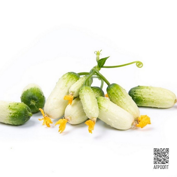 Квирк F1 семена огурца партенокарпического (Rijk Zwaan / ALEXAGRO) плод – фото 3