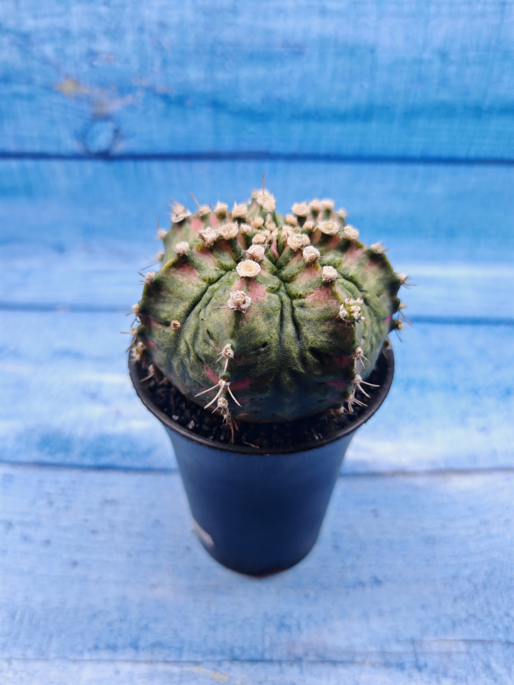Gymnocalycium T-Rex Pink hybride (Гимнокалициум T-rex)