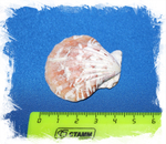 Пектен Вексиллум крупное фото с размером