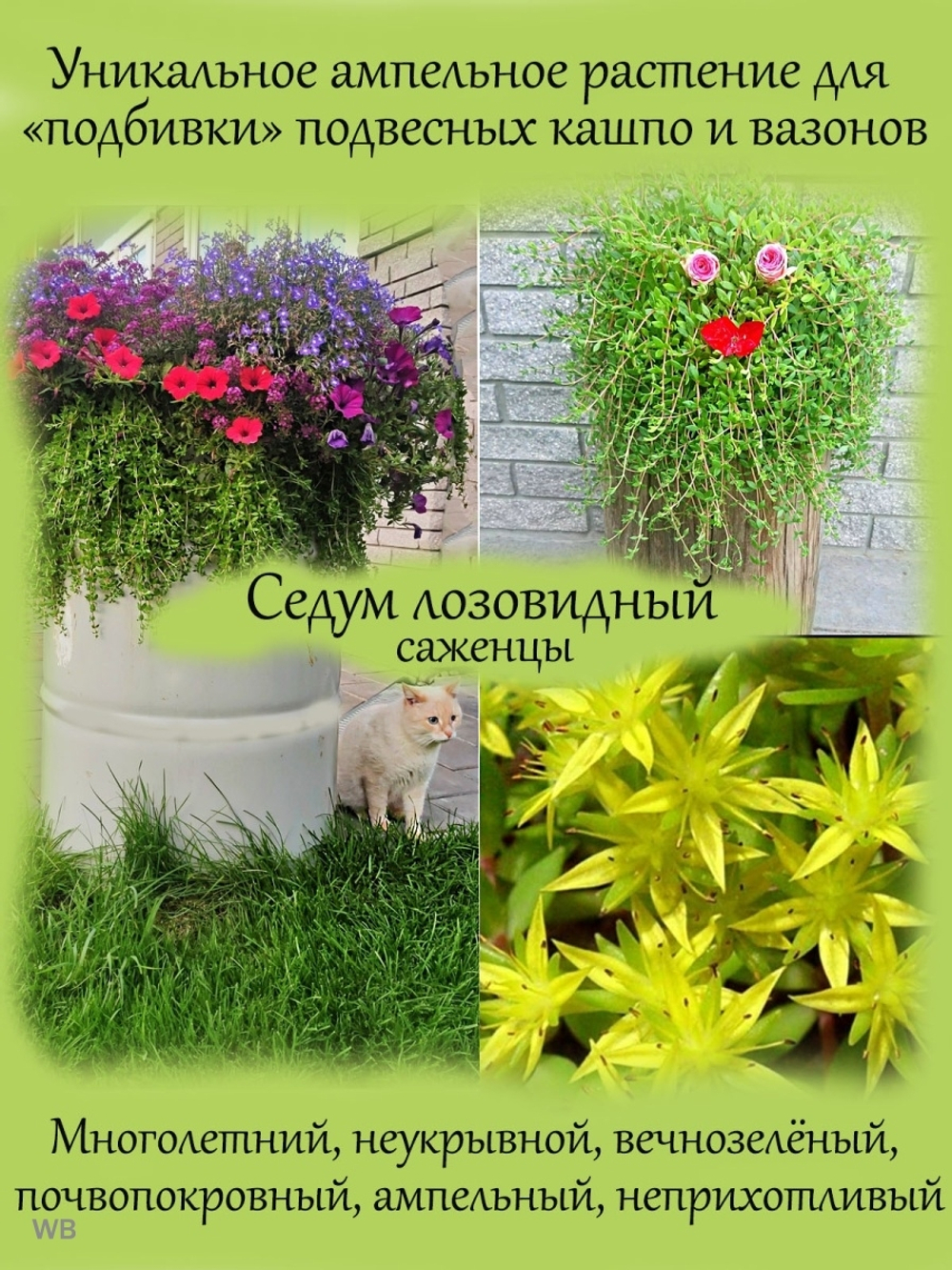 Седум Лозовидный очиток многолетний ампельный почвопокровный