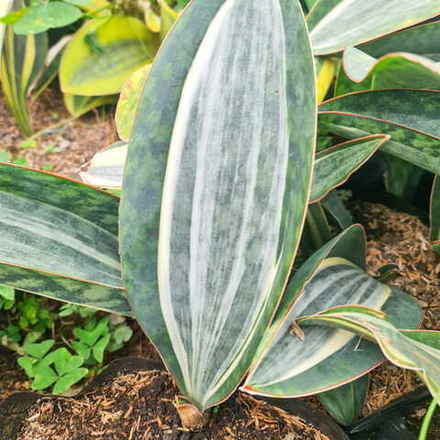 Сансевиерия MASONIANA EMBOS WHITE