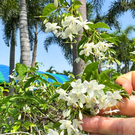 Райтия священная