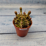 Gymnocalycium Friedrichii (Гимнокалициум)