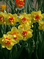 Нарцисс Махровый Таити